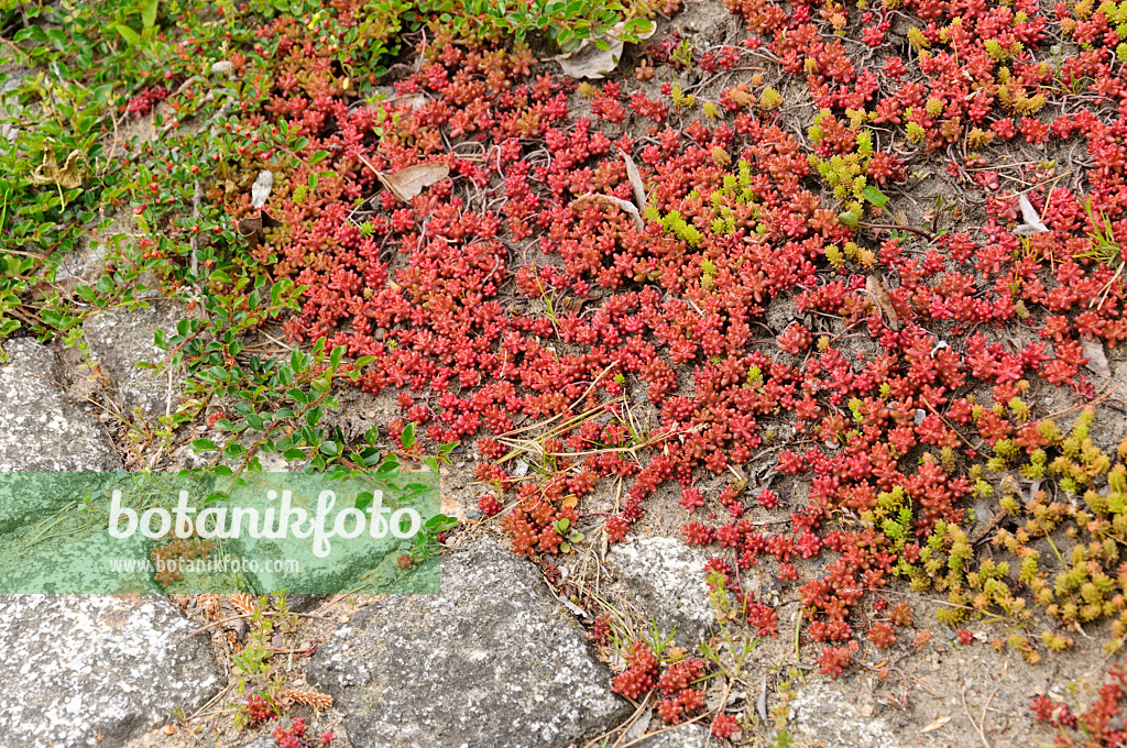 484250 - Scharfer Mauerpfeffer (Sedum acre)