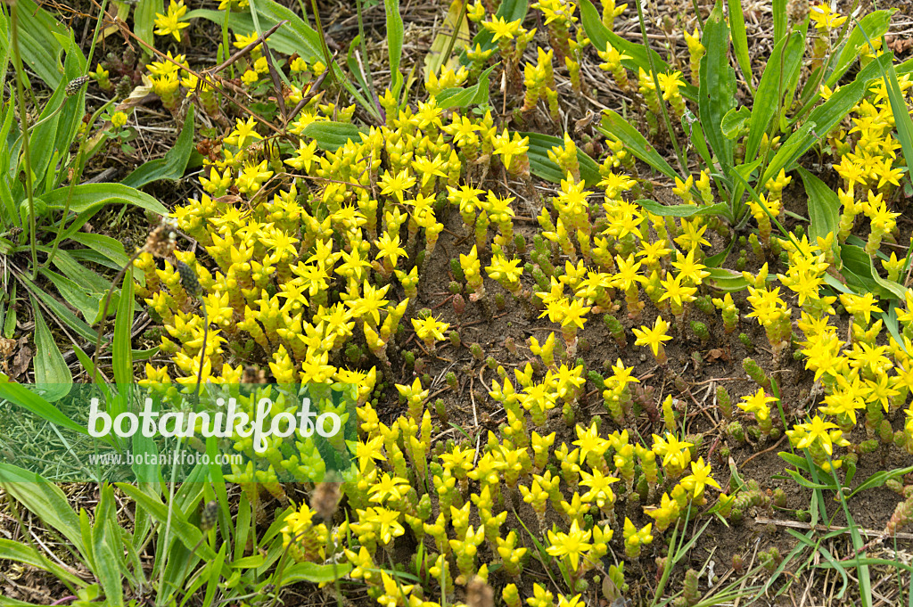 509066 - Scharfer Mauerpfeffer (Sedum acre)