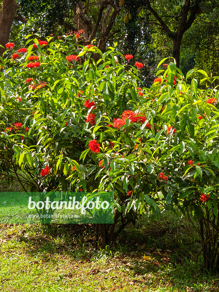 411125 - Scharlachrote Ixora (Ixora coccinea)