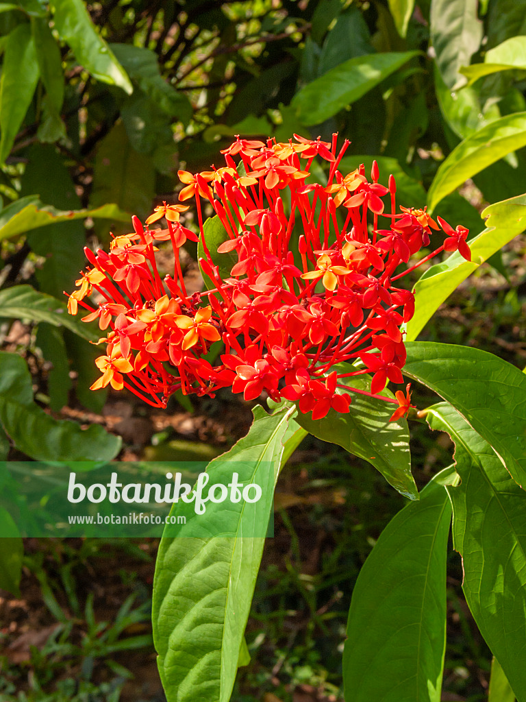 411126 - Scharlachrote Ixora (Ixora coccinea)