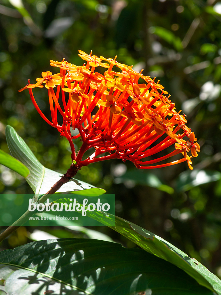 434191 - Scharlachrote Ixora (Ixora coccinea)