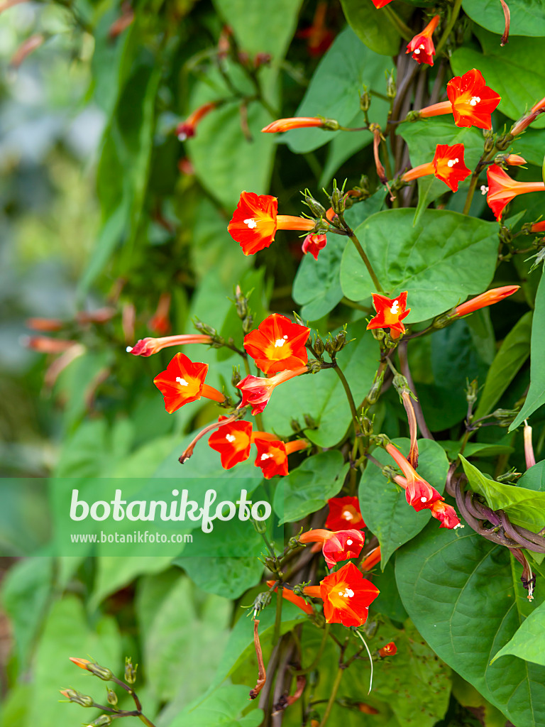 441040 - Scharlachrote Prunkwinde (Ipomoea coccinea syn. Quamoclit coccinea)