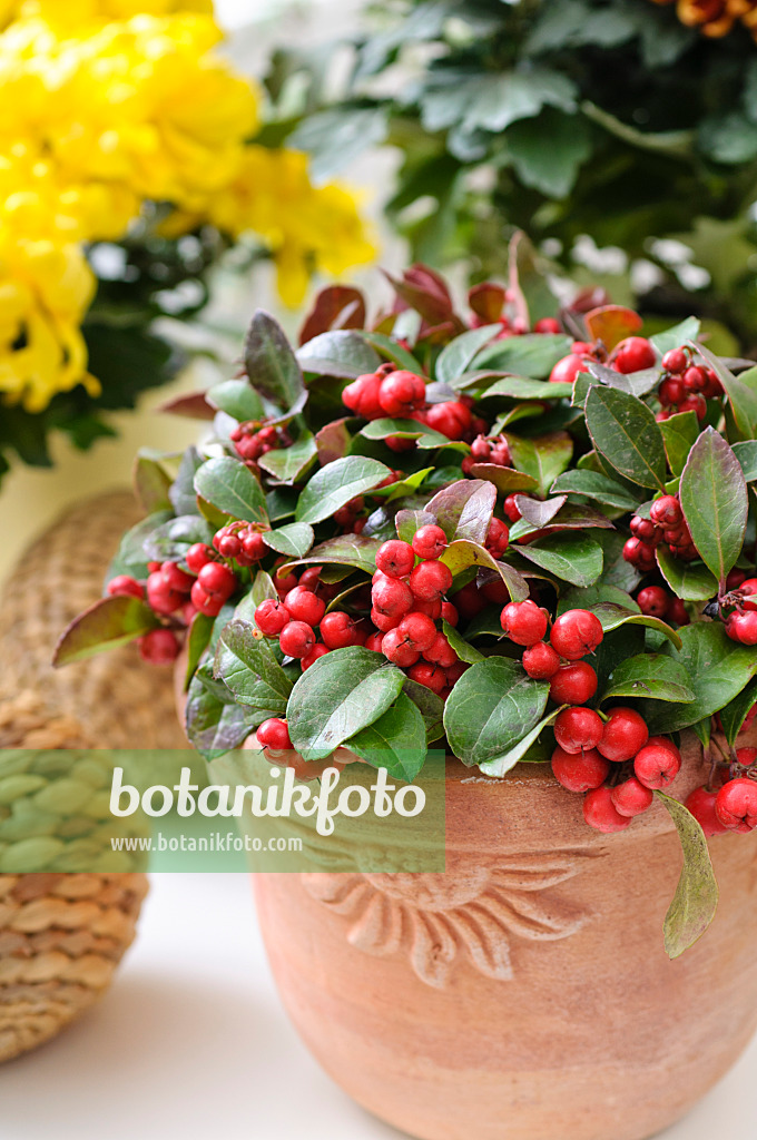 478042 - Scheinbeere (Gaultheria procumbens)