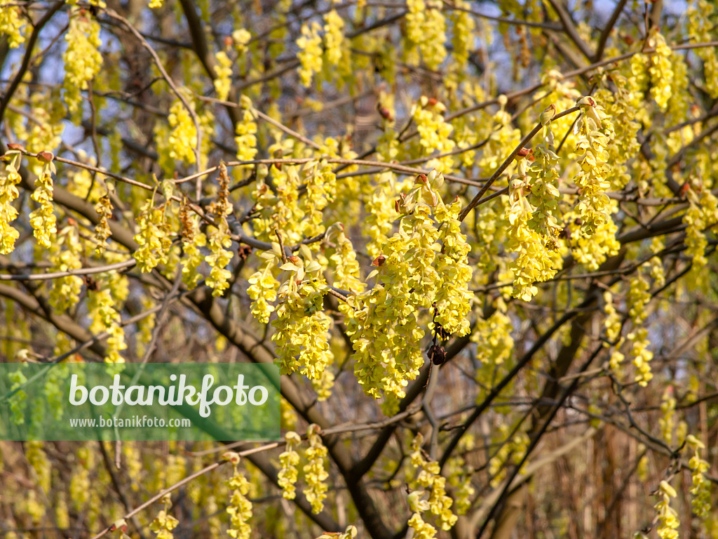 447037 - Scheinhasel (Corylopsis glandulifera var. hypoglauca)