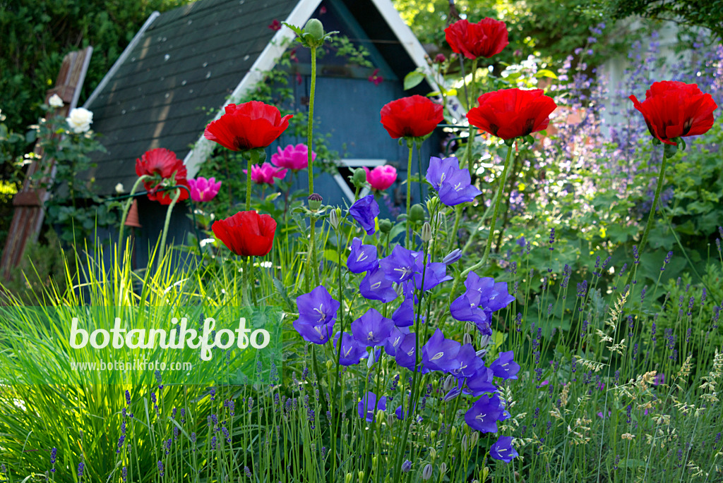 452120 - Schlafmohn (Papaver somniferum) und Pfirsichblättrige Glockenblume (Campanula persicifolia)