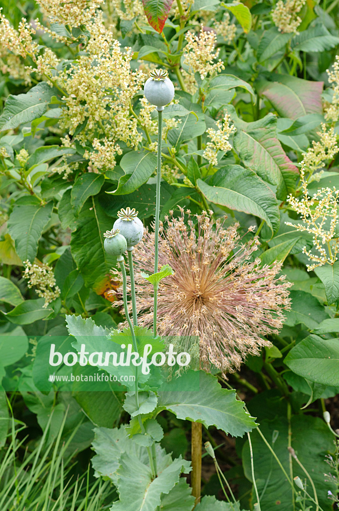 474184 - Schlafmohn (Papaver somniferum) und Riesenlauch (Allium Globemaster)