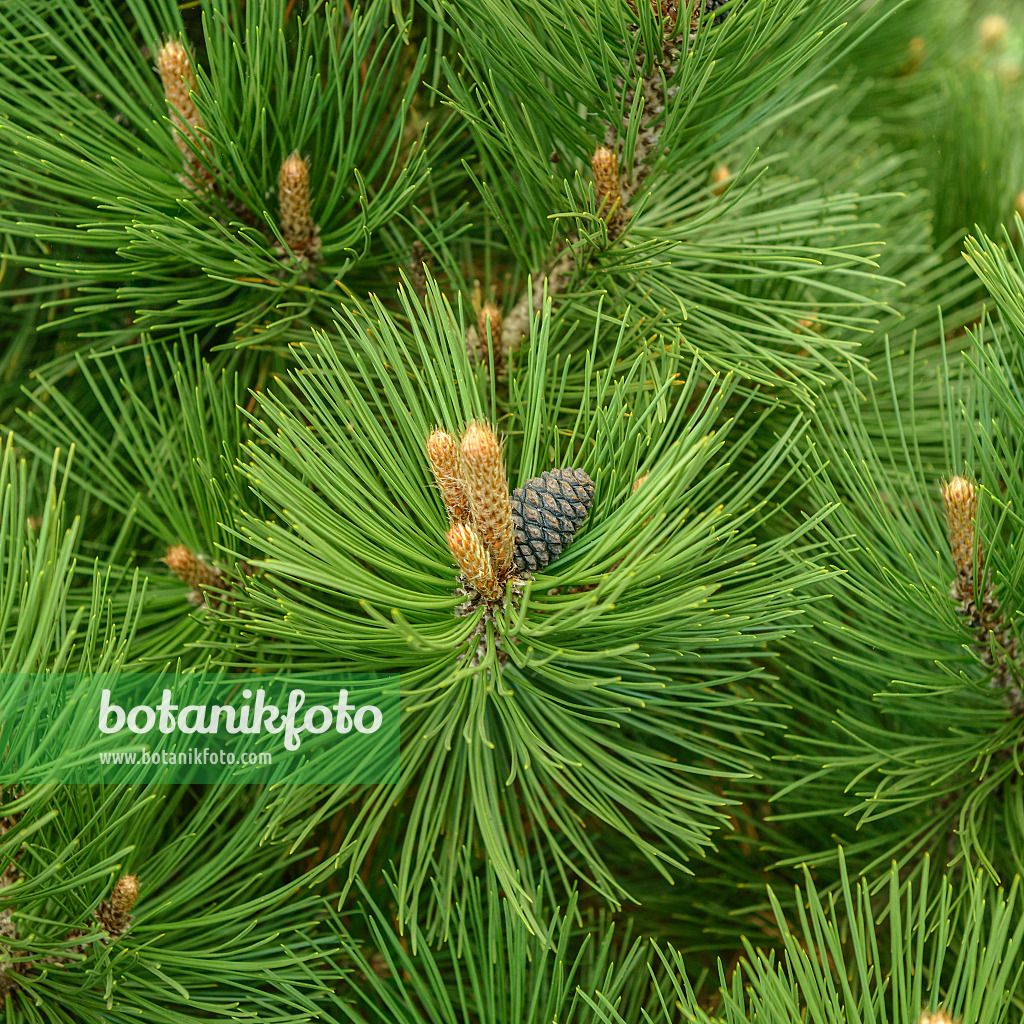 575185 - Schlangenhautkiefer (Pinus heldreichii 'Malinki')