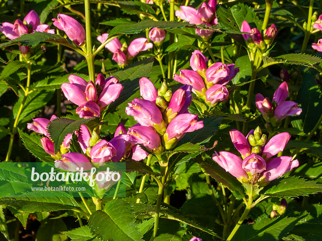 428306 - Schlangenkopf (Chelone obliqua)