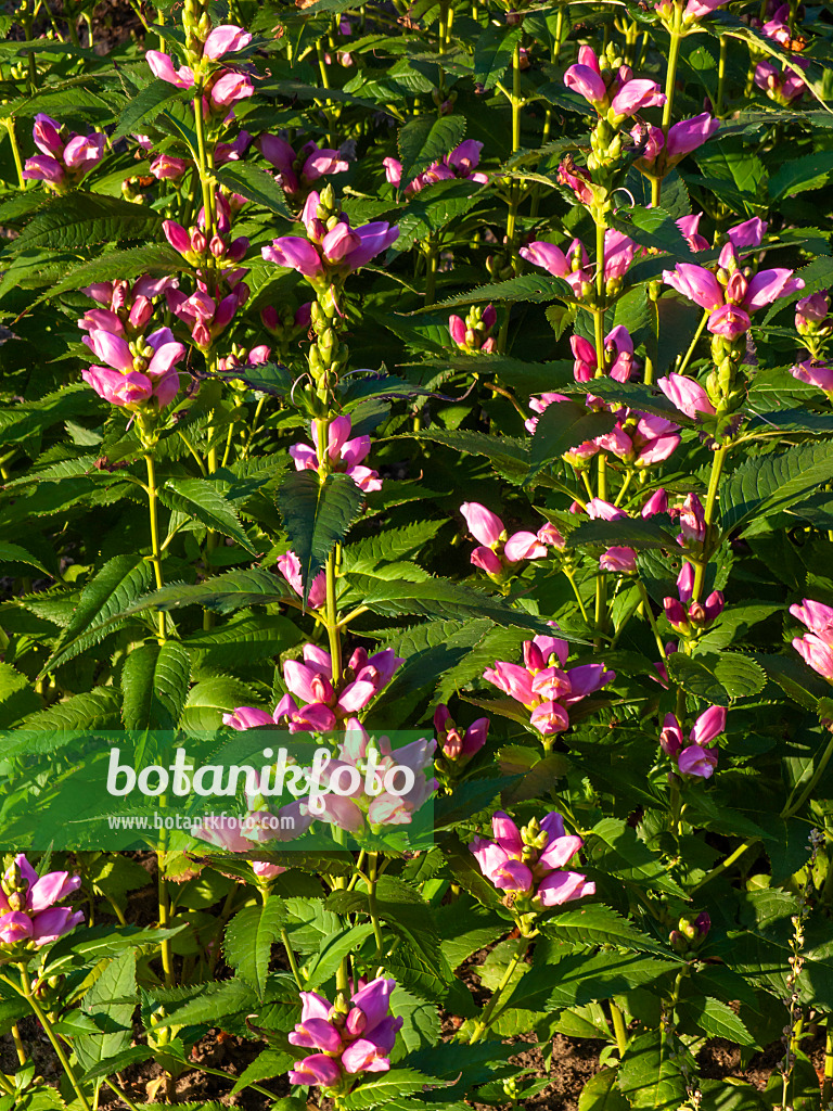 428308 - Schlangenkopf (Chelone obliqua)