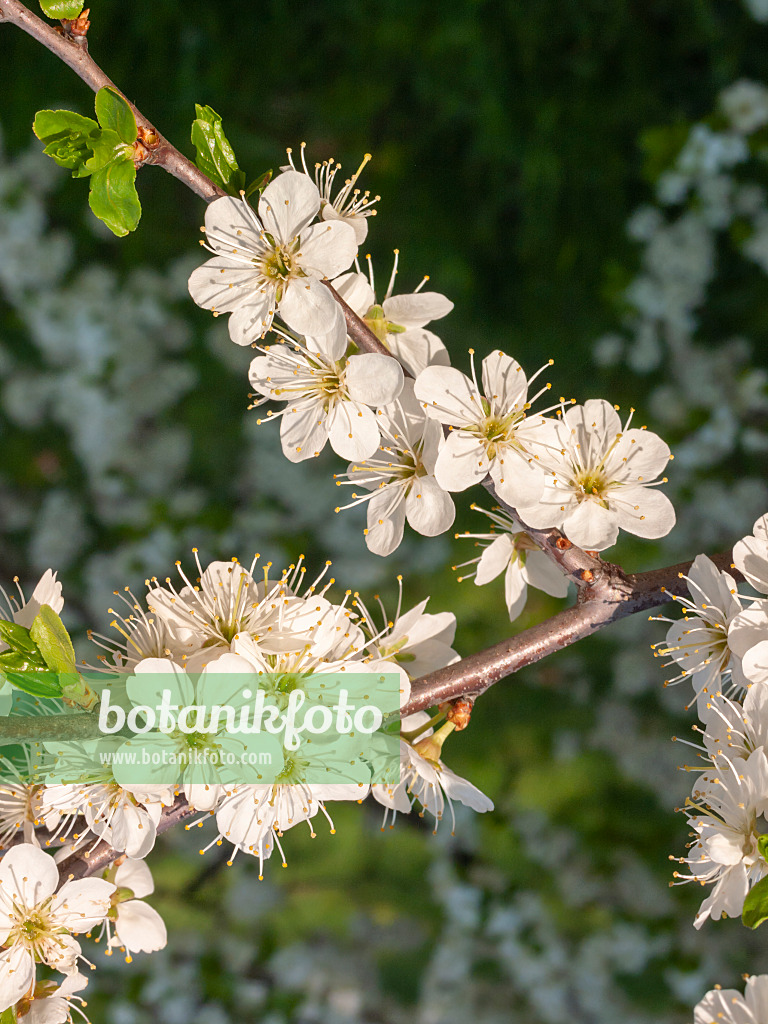 400127 - Schlehe (Prunus spinosa)