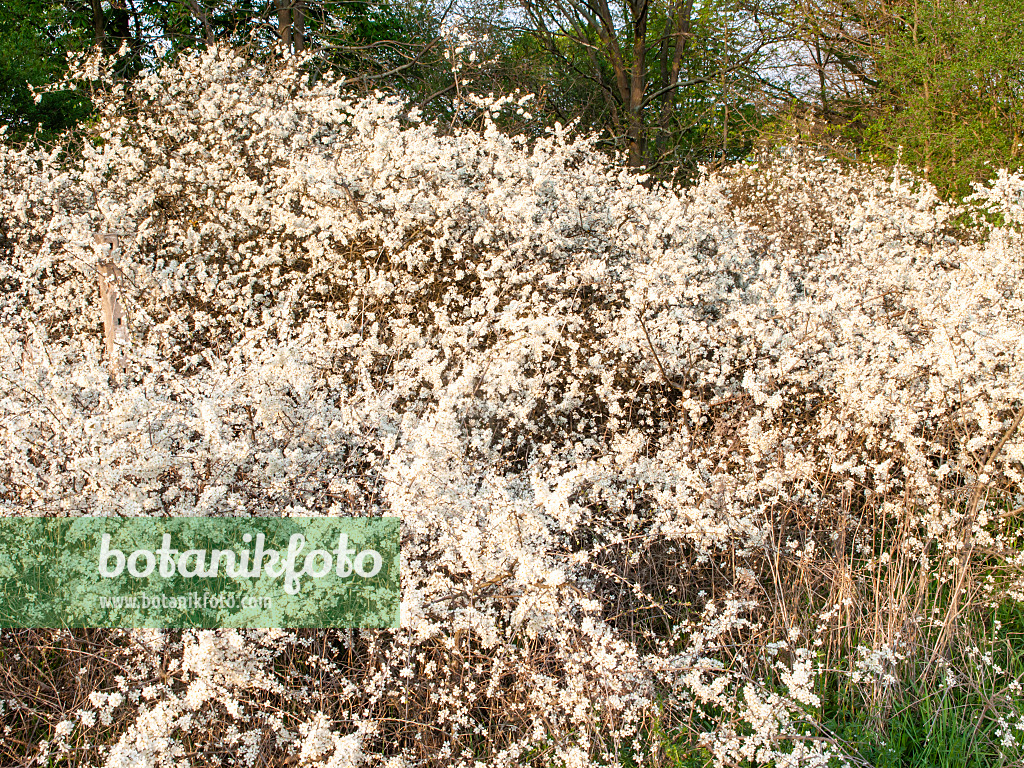 503005 - Schlehe (Prunus spinosa)