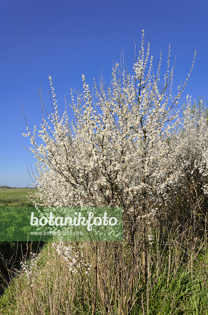 555093 - Schlehe (Prunus spinosa)