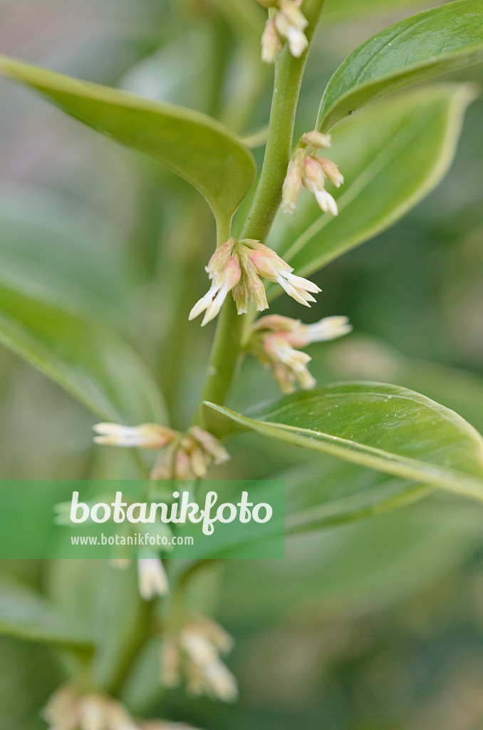 541008 - Schleimbeere (Sarcococca confusa)