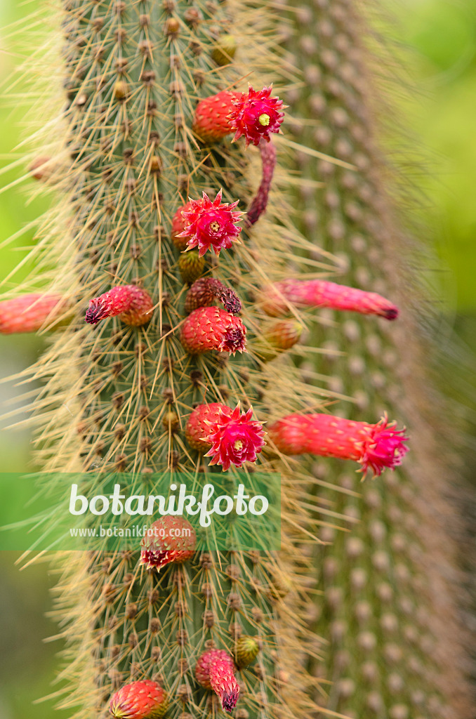 531096 - Schließkaktus (Cleistocactus baumannii)