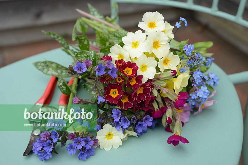 554038 - Schlüsselblumen (Primula), Lungenkraut (Pulmonaria) und Vergissmeinnicht (Myosotis)