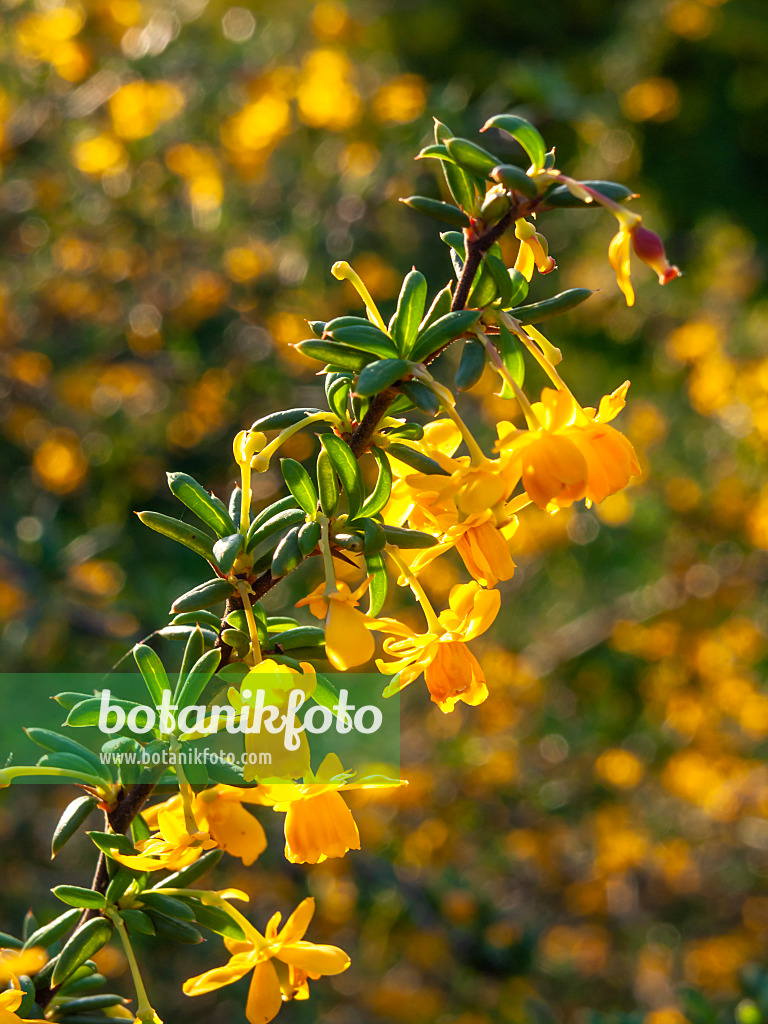 425056 - Schmalblättrige Berberitze (Berberis x stenophylla)