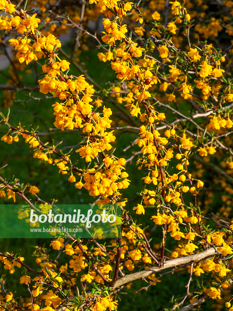 460058 - Schmalblättrige Berberitze (Berberis x stenophylla)