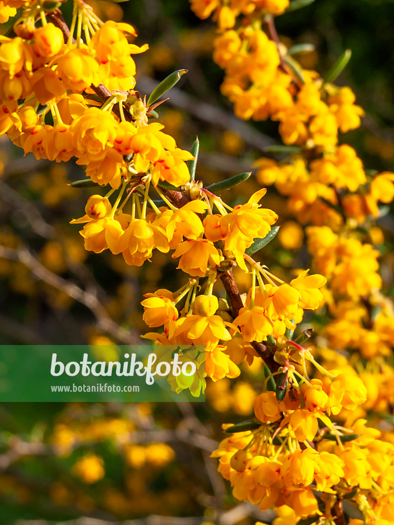 460059 - Schmalblättrige Berberitze (Berberis x stenophylla)