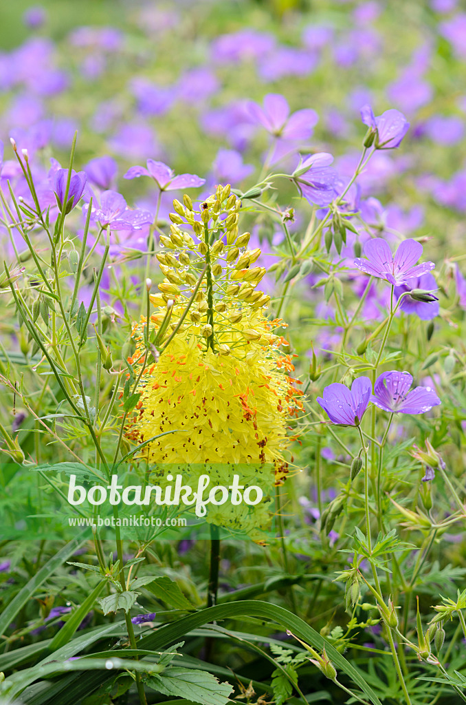 521449 - Schmalblättrige Steppenkerze (Eremurus stenophyllus) und Storchschnabel (Geranium)