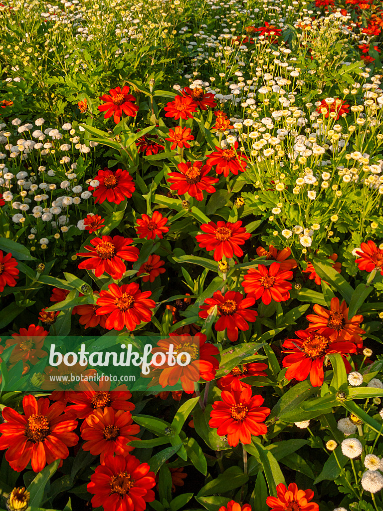 404018 - Schmalblättrige Zinnie (Zinnia angustifolia 'Amulette Orange') und Mutterkraut (Tanacetum parthenium 'White Pompon')