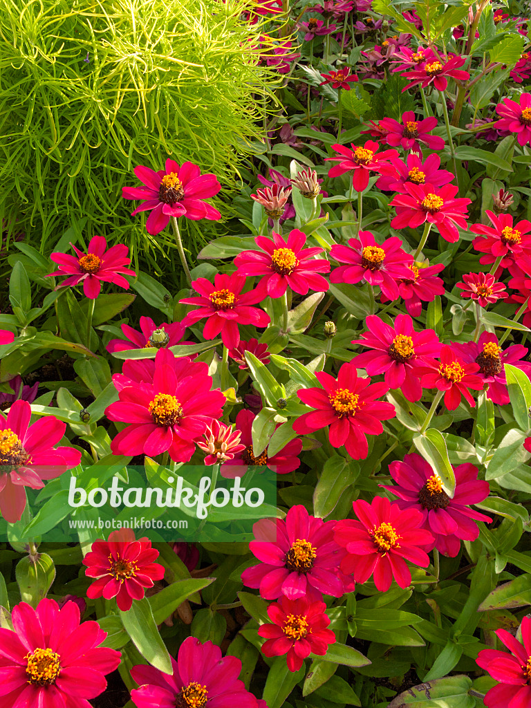 405024 - Schmalblättrige Zinnie (Zinnia angustifolia 'Profusion Cherry')