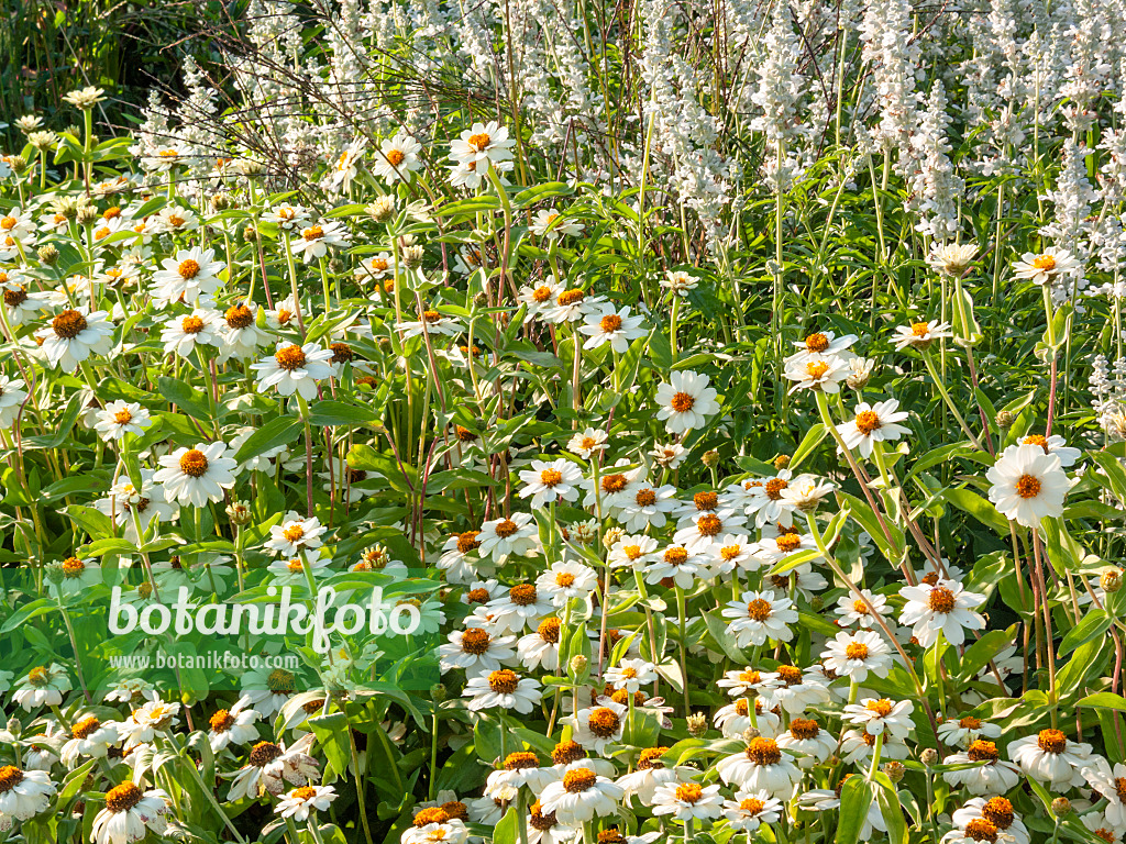 416058 - Schmalblättrige Zinnie (Zinnia angustifolia 'Profusion White')