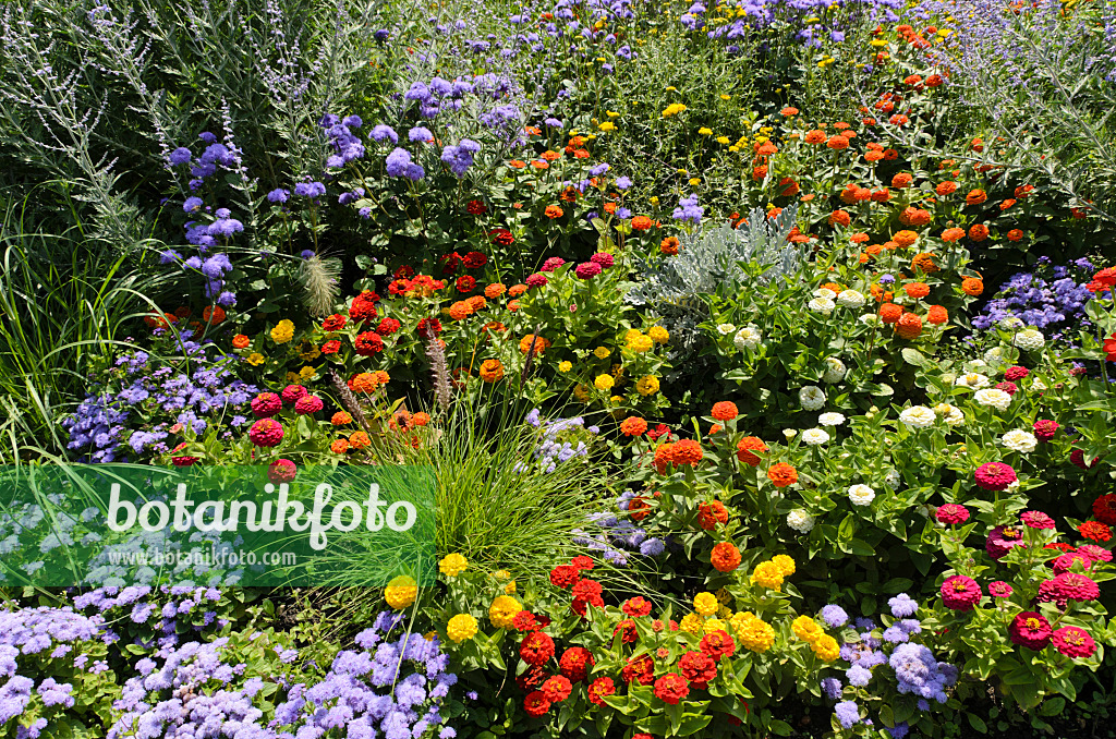 498132 - Schmalblättrige Zinnie (Zinnia angustifolia) und Leberbalsam (Ageratum houstonianum)