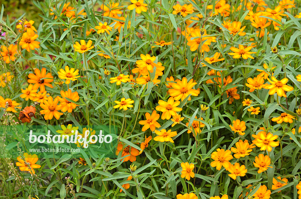 522087 - Schmalblättrige Zinnie (Zinnia angustifolia)