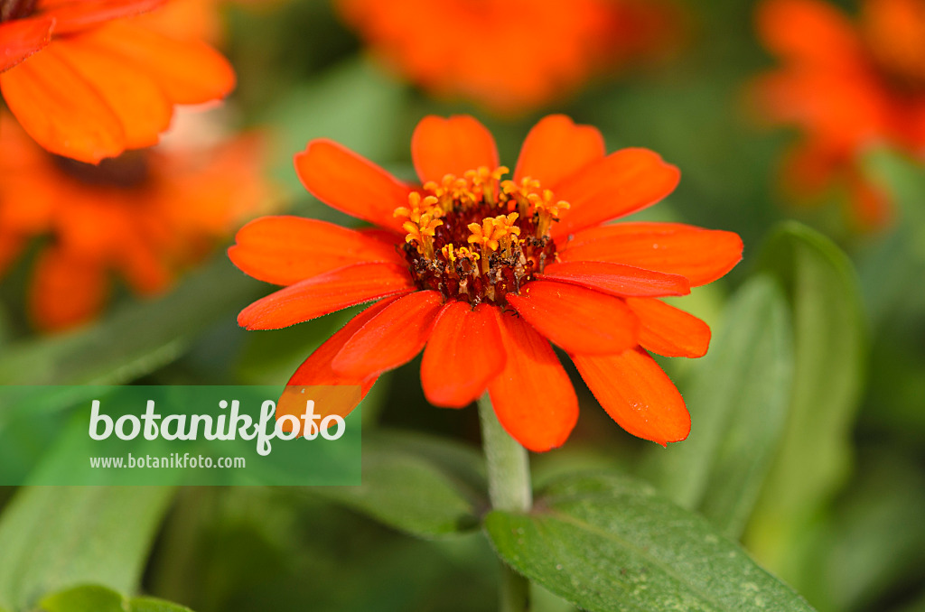 523038 - Schmalblättrige Zinnie (Zinnia angustifolia 'Profusion Orange')