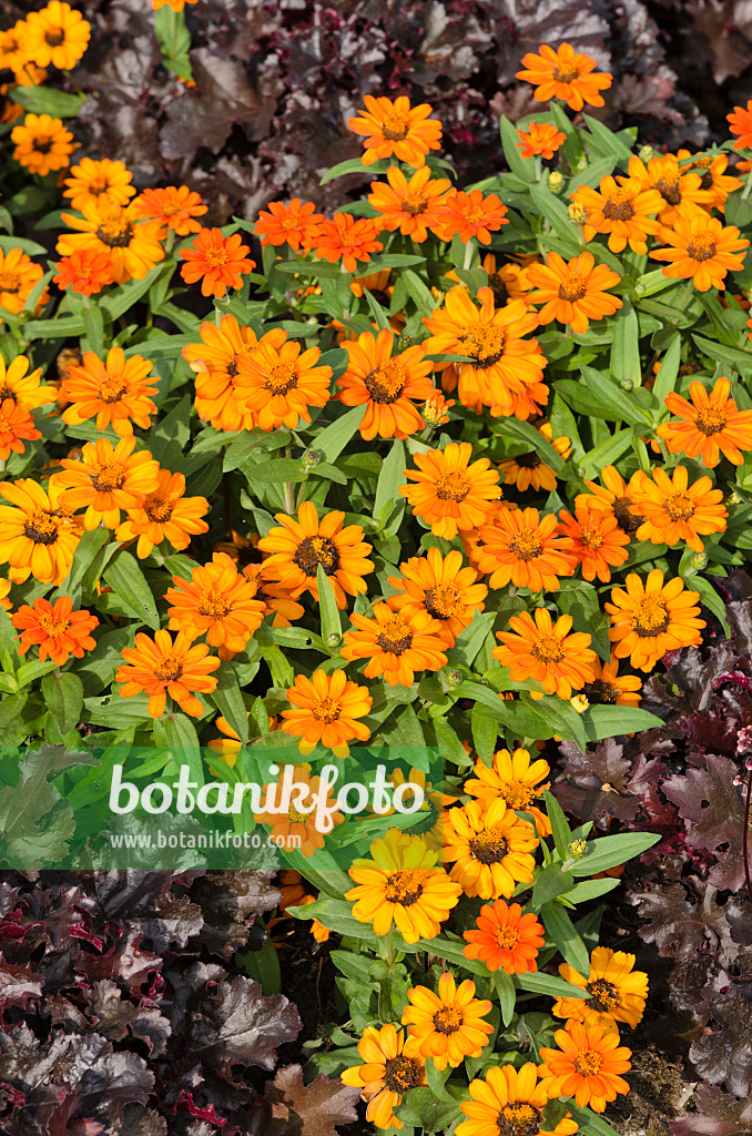 523044 - Schmalblättrige Zinnie (Zinnia angustifolia 'Amulette Orange')