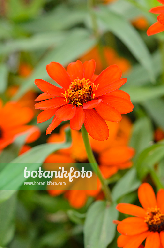 524075 - Schmalblättrige Zinnie (Zinnia angustifolia 'Profusion Orange')