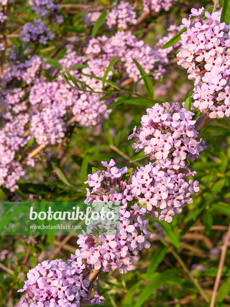 402035 - Schmalblättriger Sommerflieder (Buddleja alternifolia)