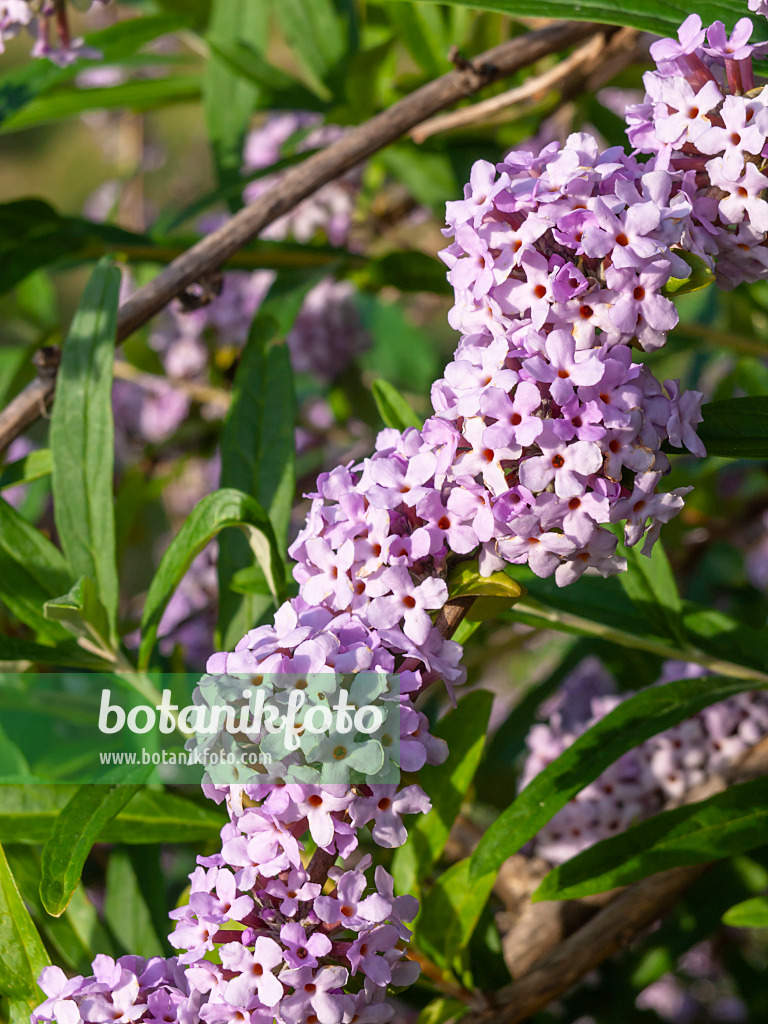 426202 - Schmalblättriger Sommerflieder (Buddleja alternifolia)