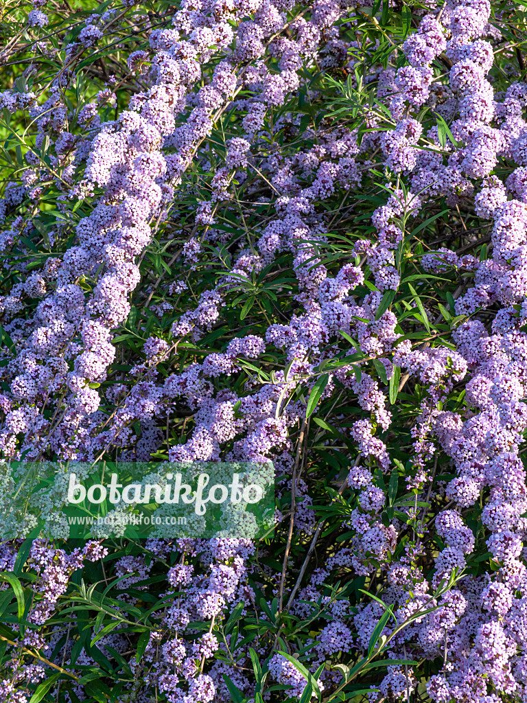 426203 - Schmalblättriger Sommerflieder (Buddleja alternifolia)