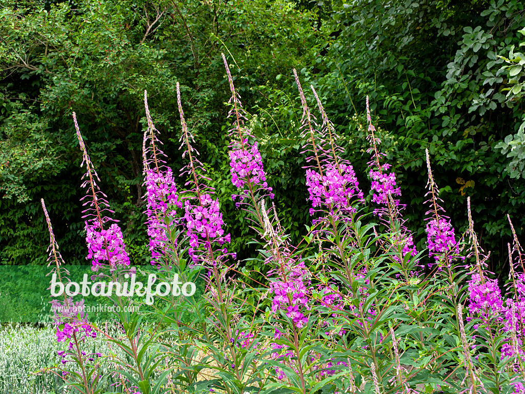 427013 - Schmalblättriges Weidenröschen (Epilobium angustifolium)