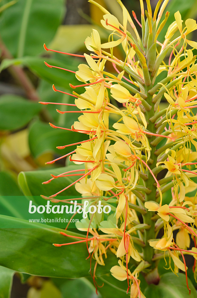 560030 - Schmetterlingsingwer (Hedychium gardnerianum)