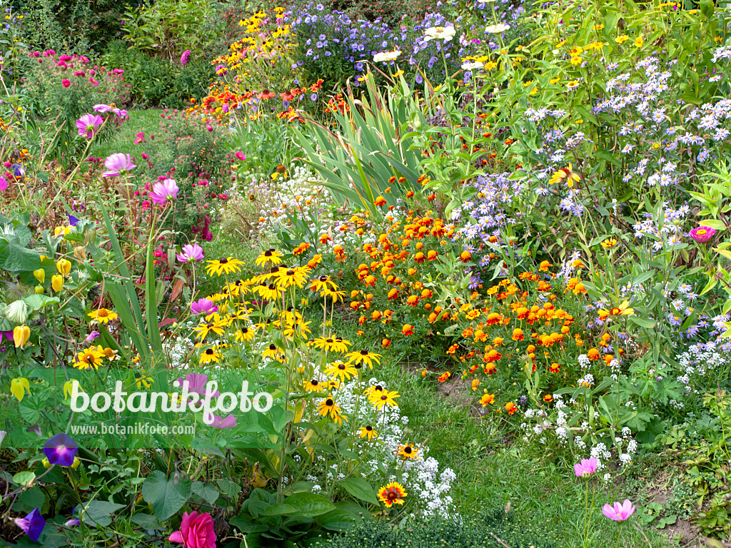 476188 - Schmuckkörbchen (Cosmos), Sonnenhut (Rudbeckia), Studentenblumen (Tagetes) und Astern (Aster)