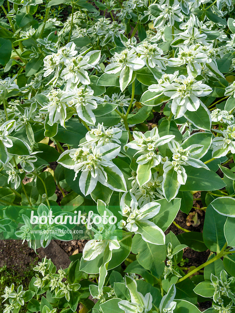 427269 - Schnee-auf-dem-Berge (Euphorbia marginata)