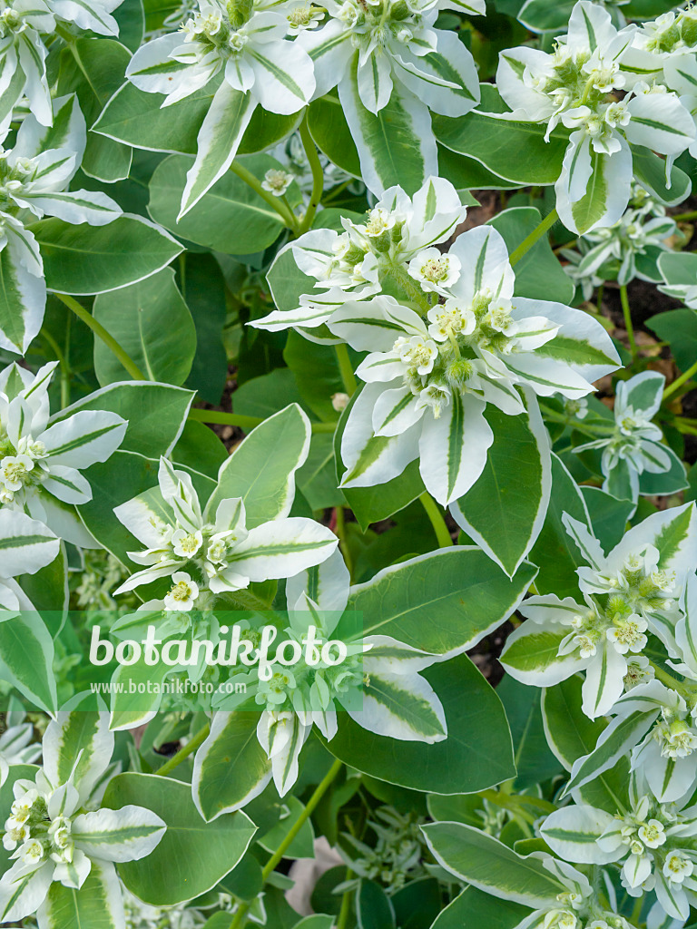 427270 - Schnee-auf-dem-Berge (Euphorbia marginata)