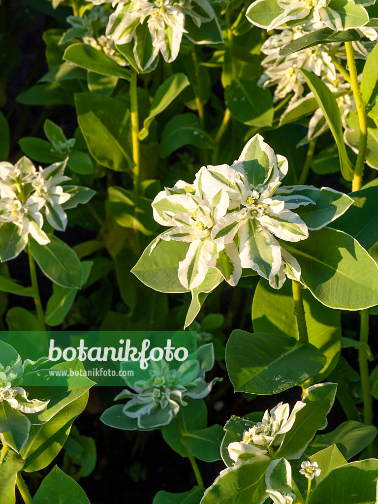 462190 - Schnee-auf-dem-Berge (Euphorbia marginata)