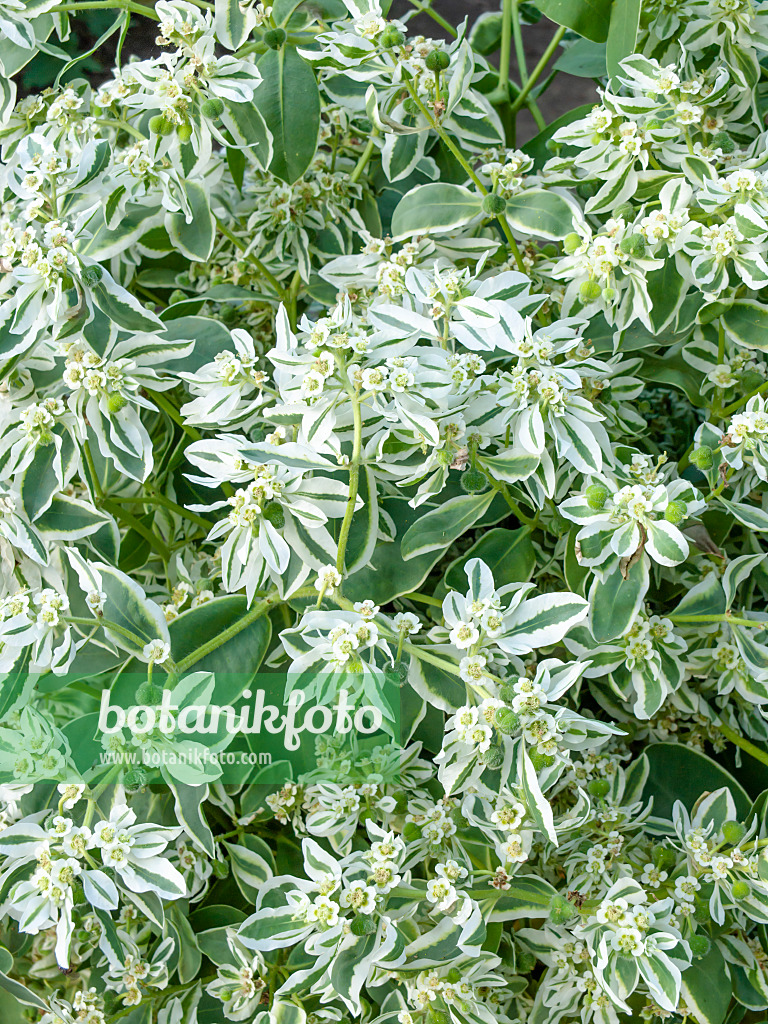 464019 - Schnee-auf-dem-Berge (Euphorbia marginata)