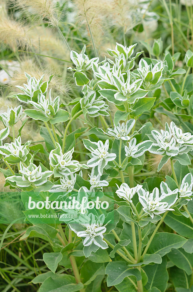 547031 - Schnee-auf-dem-Berge (Euphorbia marginata 'Kilimanjaro')