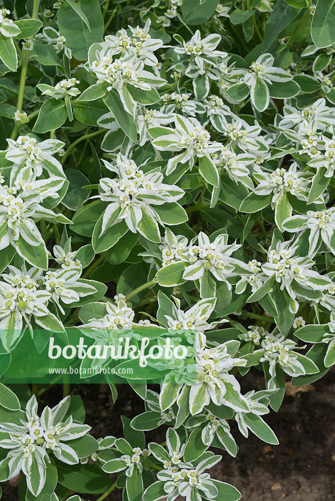 558348 - Schnee-auf-dem-Berge (Euphorbia marginata)