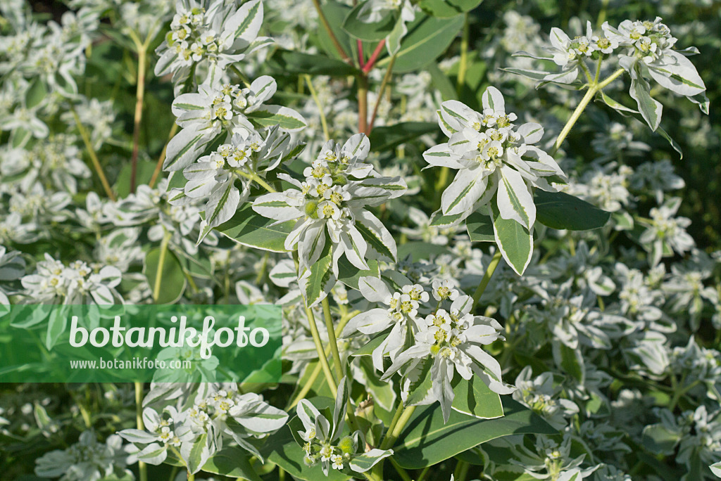 595007 - Schnee-auf-dem-Berge (Euphorbia marginata)