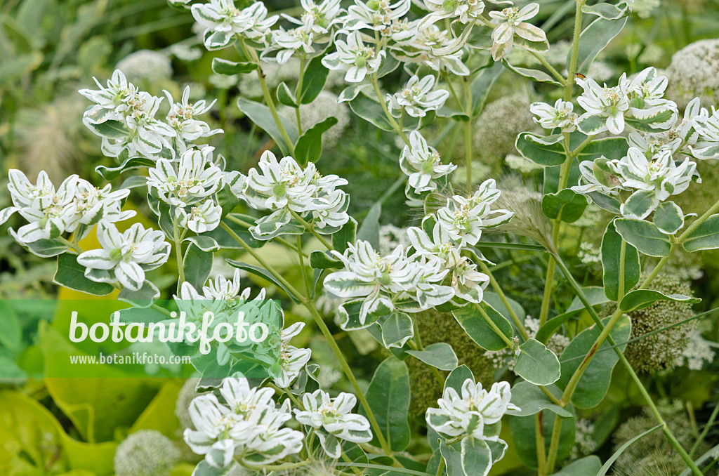 524077 - Schnee-auf-dem-Berge (Euphorbia marginata 'Eiszapfen')