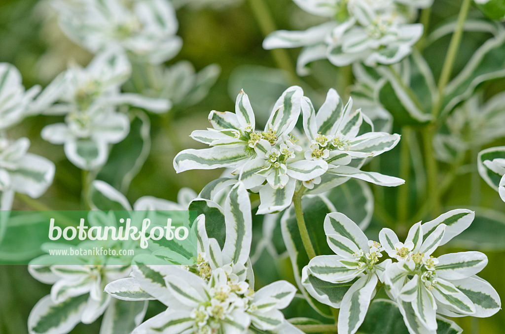 524079 - Schnee-auf-dem-Berge (Euphorbia marginata 'Eiszapfen')