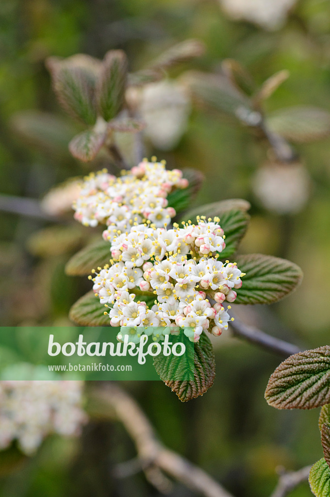 483348 - Schneeball (Viburnum glomeratum)