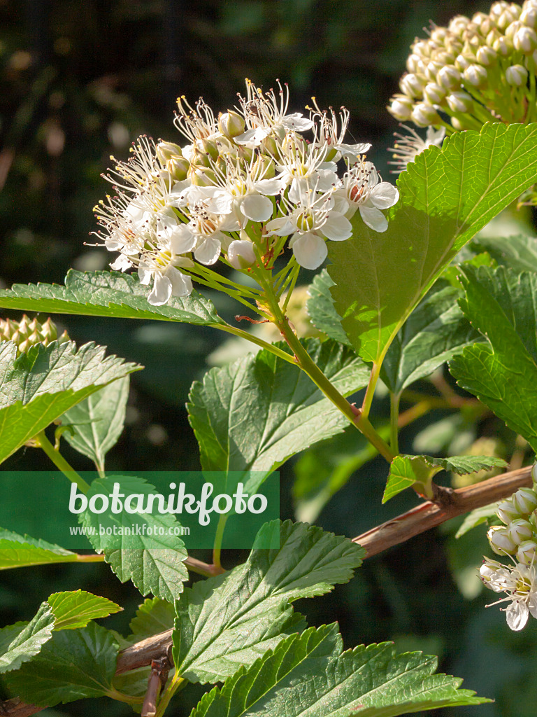 401259 - Schneeballblasenspiere (Physocarpus opulifolius)