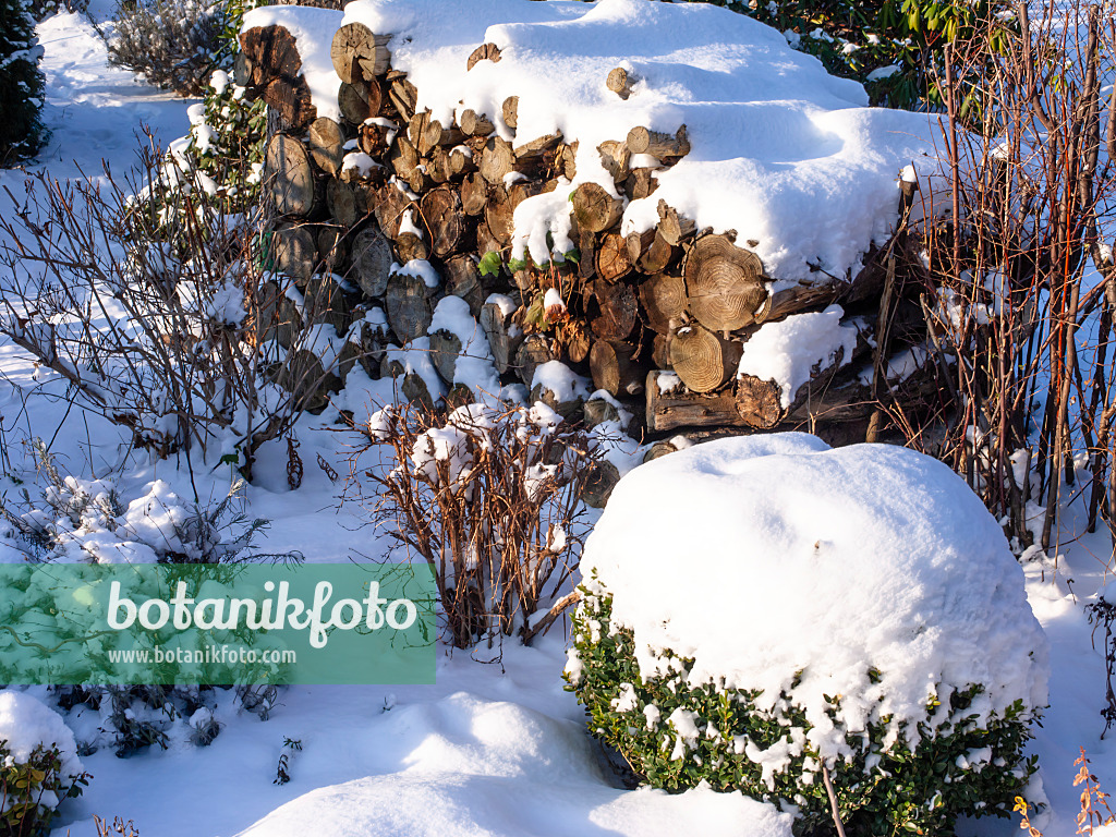 503009 - Schneebedeckter Holzstapel in einem Garten