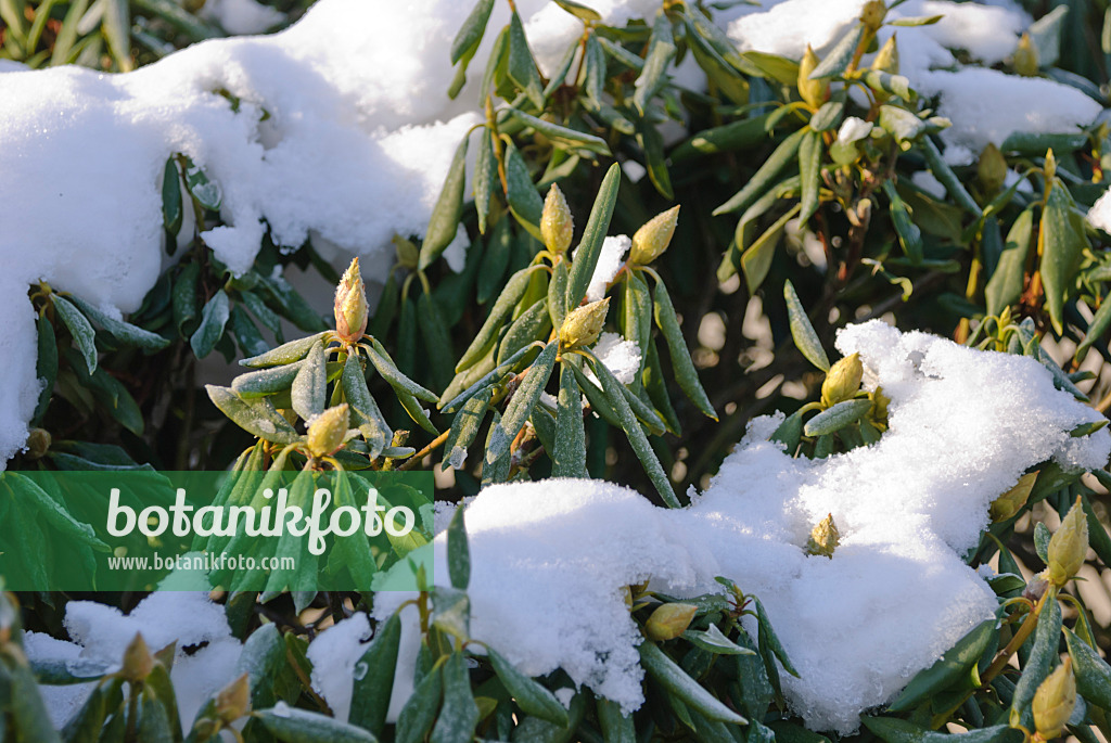 488154 - Schneebedeckter Rhododendron mit eingerollten Blättern